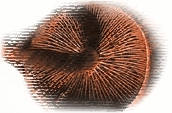 Fungi - CLICK!