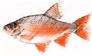 Fish - CLICK!