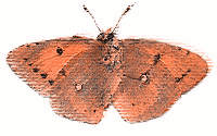 Insects - CLICK!