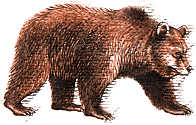 Mammals - CLICK!