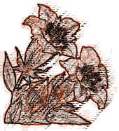 Plants - CLICK!